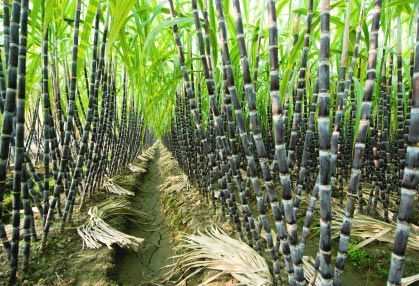 Sugarcane Farm & Agriculture